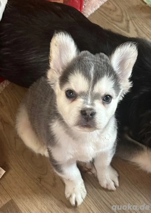 Französische Bulldoggen Welpen mit Ahnentafeln