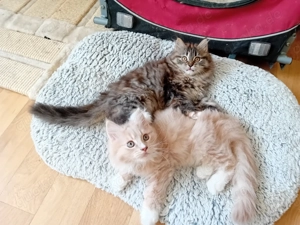 Maine Coon Perser Mix Kitten