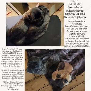 Französische Bulldoggen Mix Mädchen 