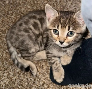 Bengal- BKH-Kitten