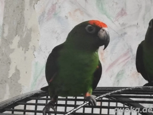 grüne Kongo Papageien