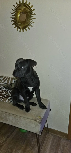 LOKI sucht neues Zuhause