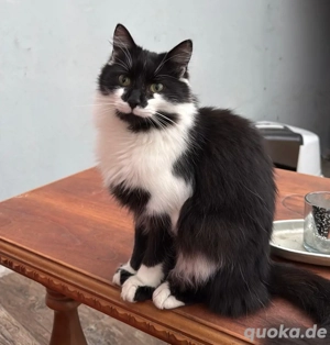zwei liebevolle kater suchen ein neues zuhause 