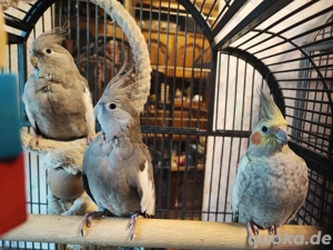 Nymphensittiche