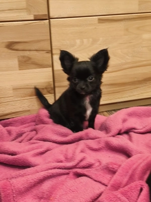 Reinrassige Chihuahua's suchen Zuhause auf Lebenszeit 