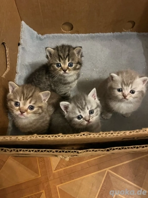 BKH Kitten Bild 2