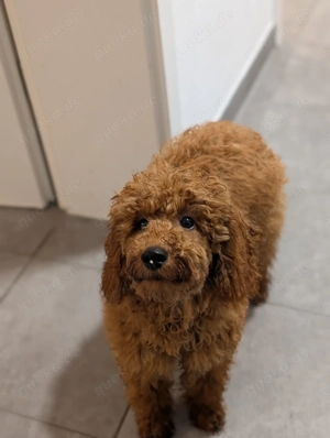 Wunderschöner Toypudel Welpe zu verkaufen    Rüde, 5 Monate alt