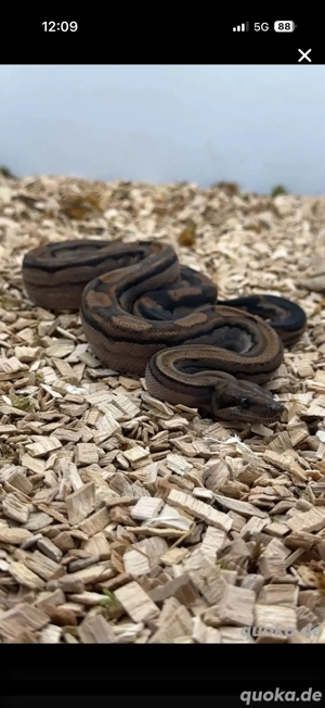 Boa Constriktor 0.1 2024 CA Motley