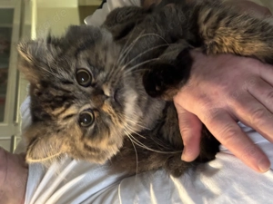 6 Monate alter Perser Kater mit Nase 