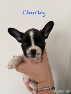 Französische Bulldoggen Welpen in Farbe und Bunt 