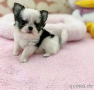 Super chihuahua Welpen