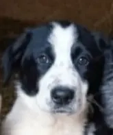 Siran braucht ein richtiges Zuhause