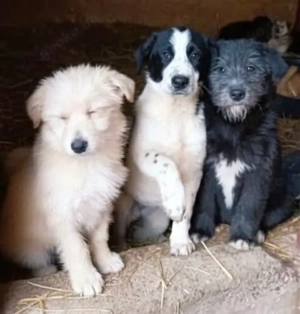 Olivia braucht ein Zuhause für immer Bild 8