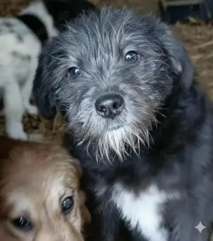 Olivia braucht ein Zuhause für immer