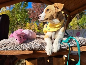 Joey, verspielter Süßling, ca. 6 Monate, ca. 38 cm, ca. 10 kg *Tierschutz*