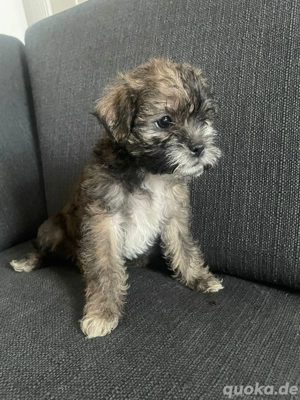 Shizu Mops mix zu verkaufen 