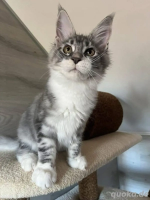 entzückendes Maine-Coon-Kätzchen