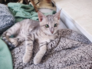 Kätzchen aus dem Tierschutz