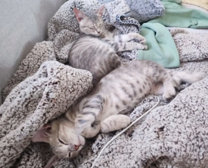 Kätzchen aus dem Tierschutz