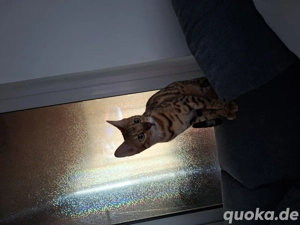 2 Bengalmädels suchen Dringend 