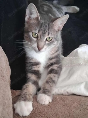 Liakos, traumhafter Schönling, ca. 7 Monate *Tierschutz*