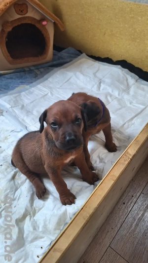Rhodesian Ridgeback Welpen Hündin 