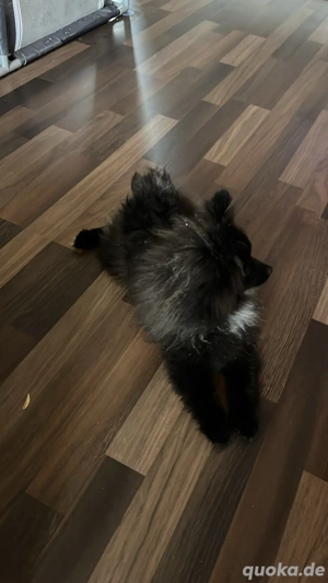 zwergspitz miniatur  5 monate alt 