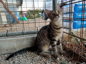 Maple, aufgewecktes Tigermädchen, ca. 7 Monate *Tierschutz*