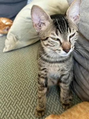 Matti, sensibler Schmusekater, ca. 5 Monate *Tierschutz*