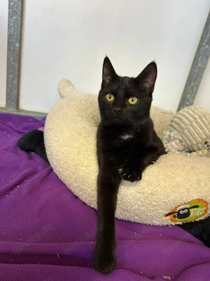 Luzy sucht ihr Zuhause