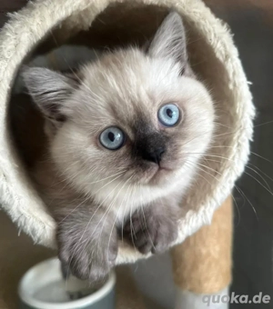 Kätzchen BKH Bild 3