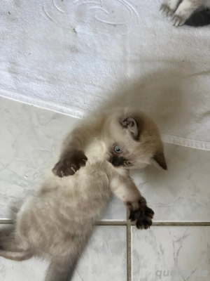 Kätzchen BKH Bild 4