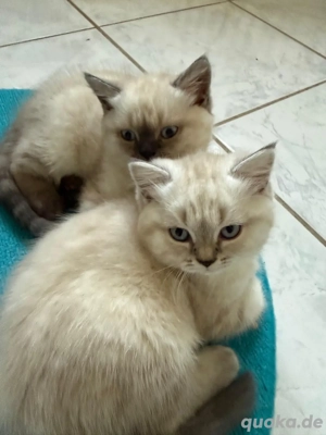 Kätzchen BKH Bild 8