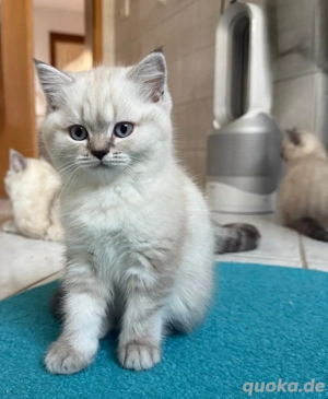 Kätzchen BKH Bild 10