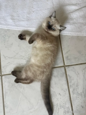 Kätzchen BKH Bild 7