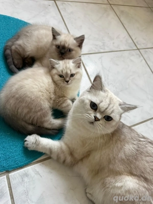 Kätzchen BKH Bild 6