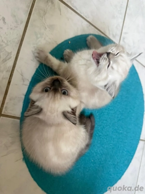 Kätzchen BKH Bild 5