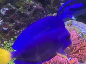 Zebrasoma xanthurum   Rotmeer-Doktorfisch