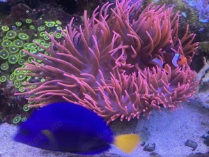 Meerwasser-Komplettauflösung 1000L Besatz + GHL-Technik + LEDs 