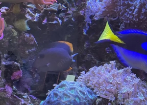 Ctenochaetus tominiensis   Tomini-Borstenzahndoktor