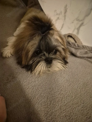 Shihtzu Rüde Welpe