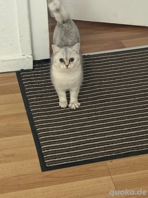 BKH Silver Shaded Reinrassig