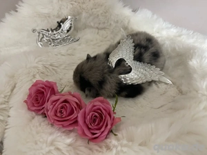 Zauberhafte Pomeranian Zwergspitz Welpen suchen ein liebevolles Zuhause