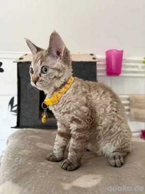 kitten mit tigerfell