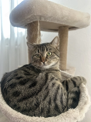  Europäischer Kurzhaarkater   sehr anhänglich & verschmust   sucht neues liebevolles Zuhause 