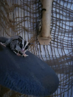 4 Sugar Glider Classics 