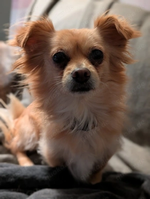 Chihuahua-Mix Hündin Bibi sucht ein tolles Zuhause für Immer