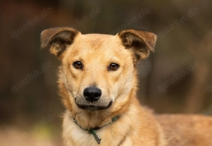 Emil *geb. 09 2024 - kleine Seele ist bereit für ihr eigenes Körbchen 