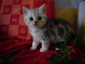 BKH Whiskaskätzchen Tabby