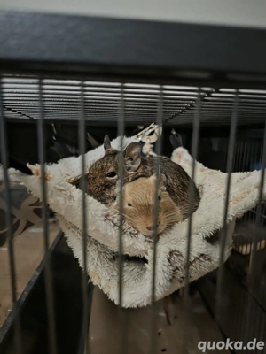 Kleine Degus 